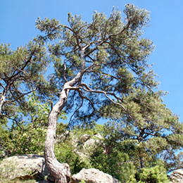 Pine, Salzmanns